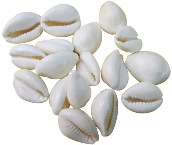 Natural White Kawdi/Kaudi/Kowdi/Cowrie/Koudi Shells- For Laxmi Pooja | Diwali Pooja | Deepawali P Decorative Showpiece - 2 Cm (Shell, White)